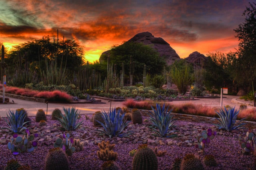 Desert Botanical Garden