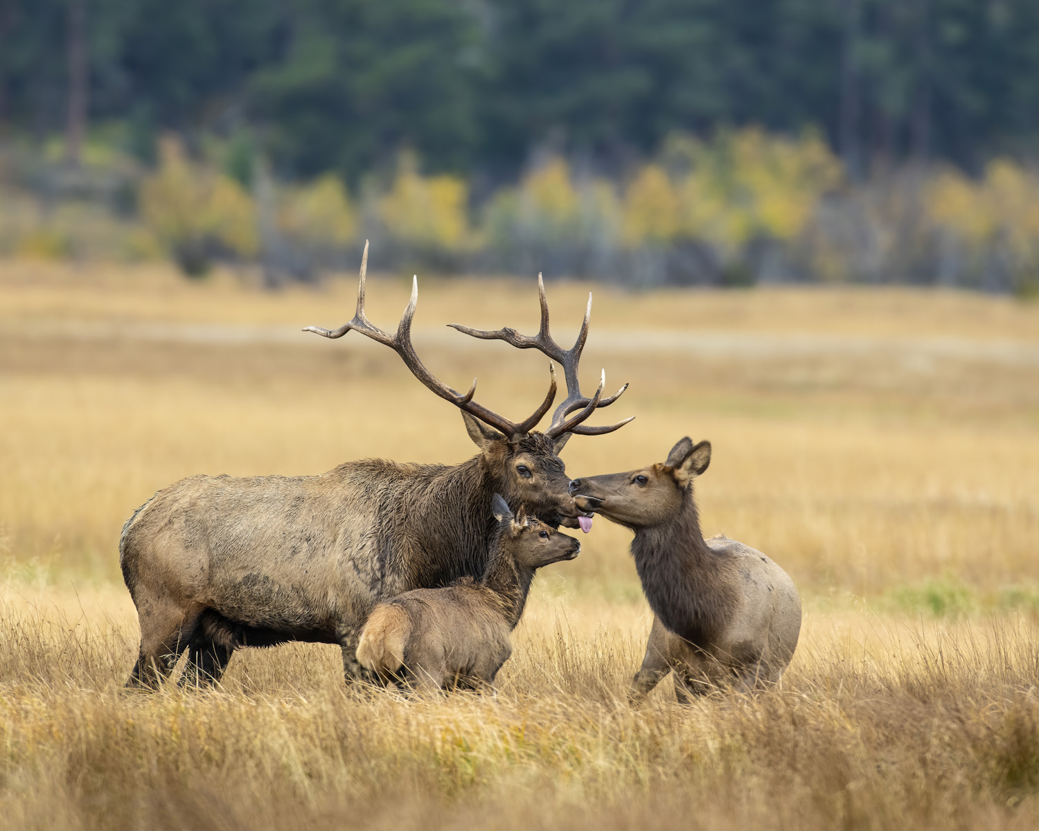 Vacation Tips Estes Park, Colorado