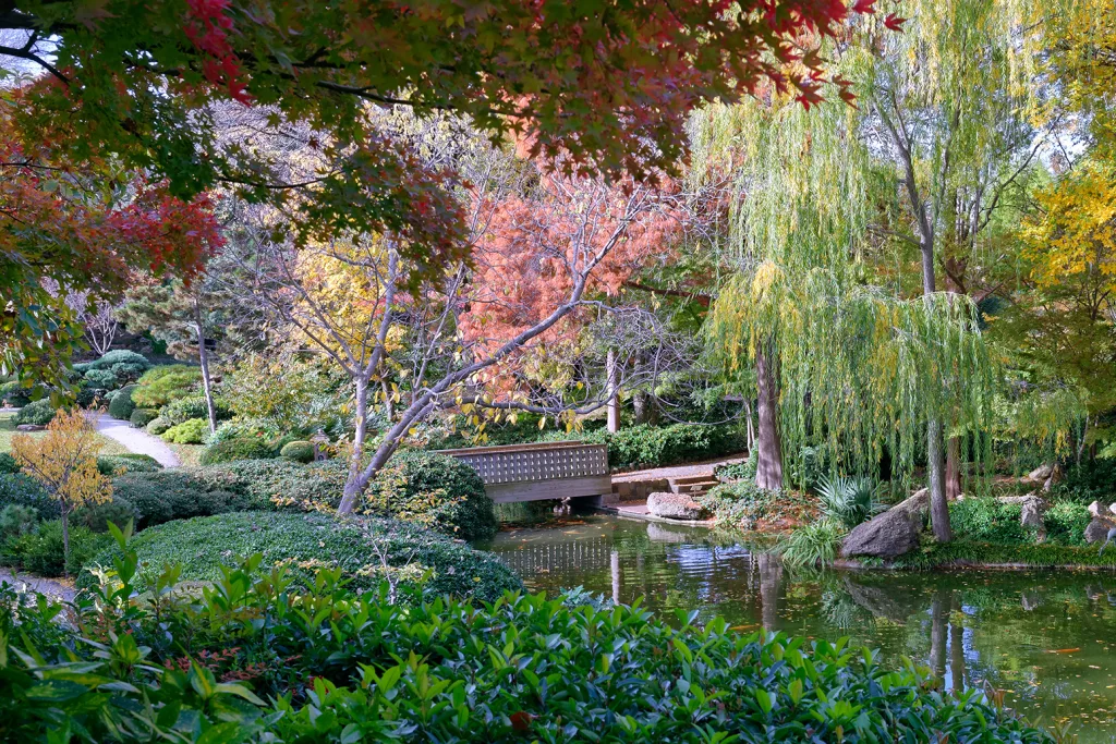Fall colors in the Japanese Garden, Fort Worth, Texas, U S A