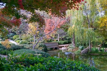 Fall colors in the Japanese Garden, Fort Worth, Texas, U S A