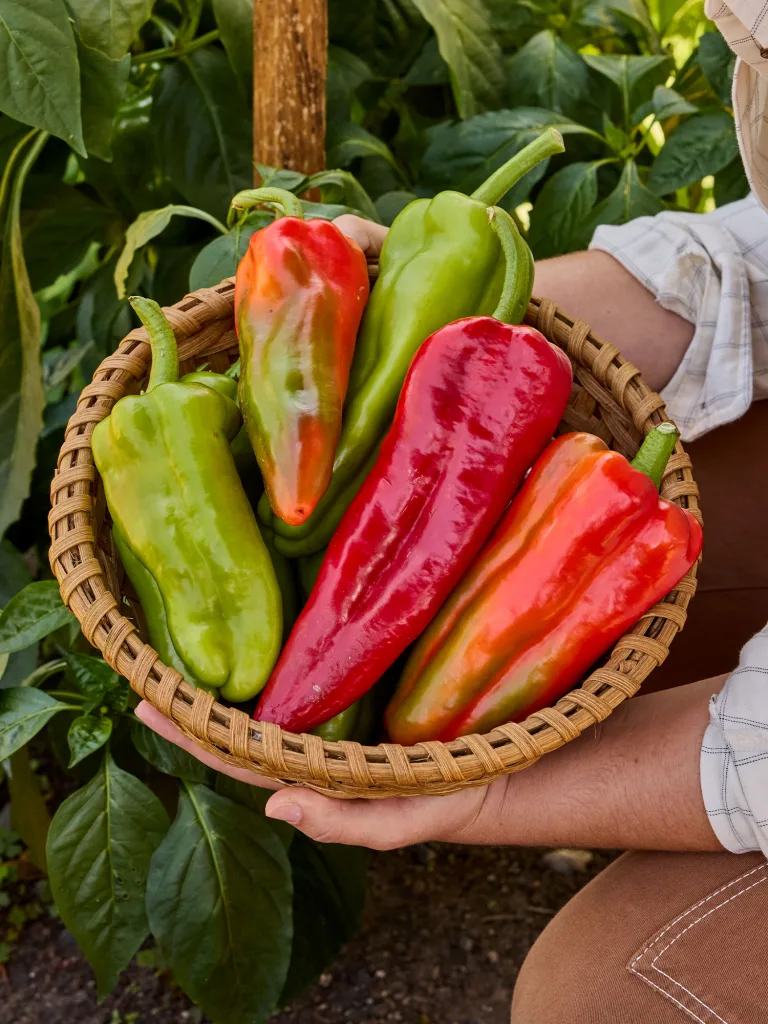 Groundfather Pepper copy Groundfather Pepper copy