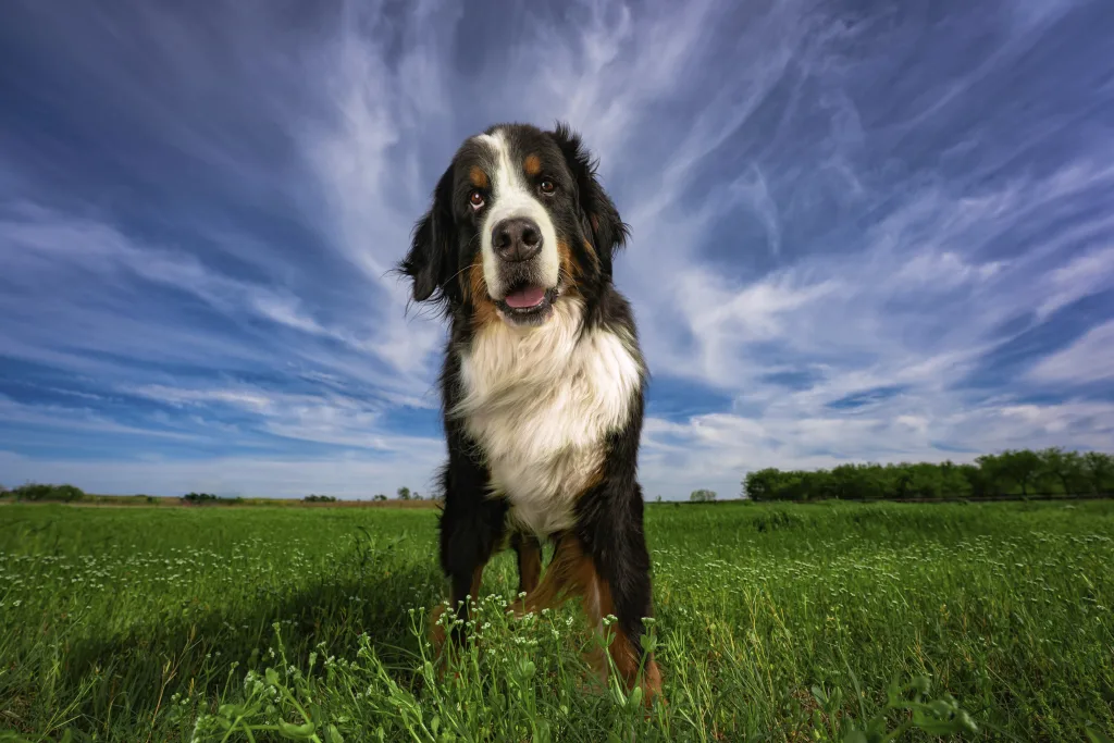 Robyn Pope Haute Dog Pet Photography
