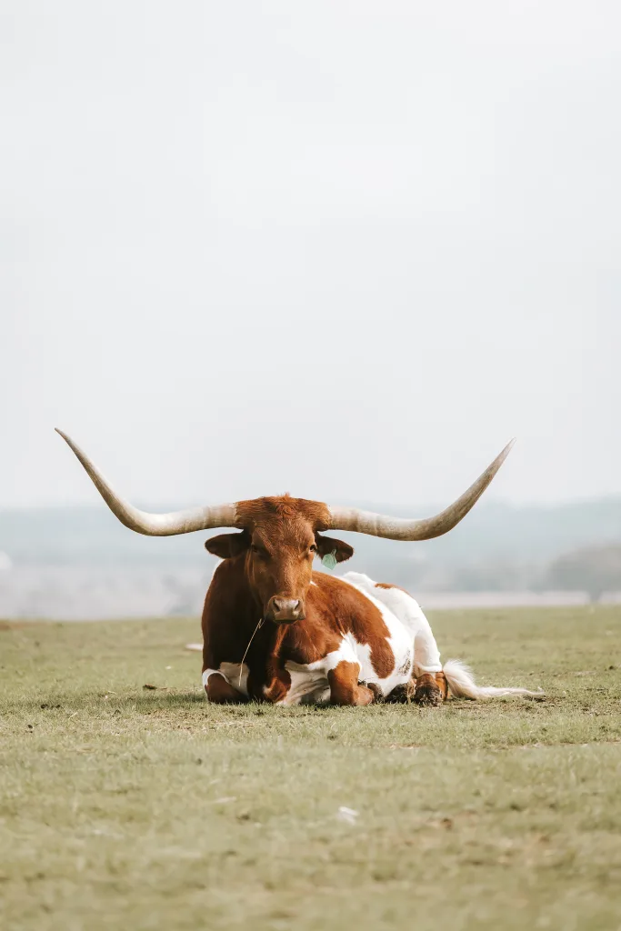 Longhorn copy