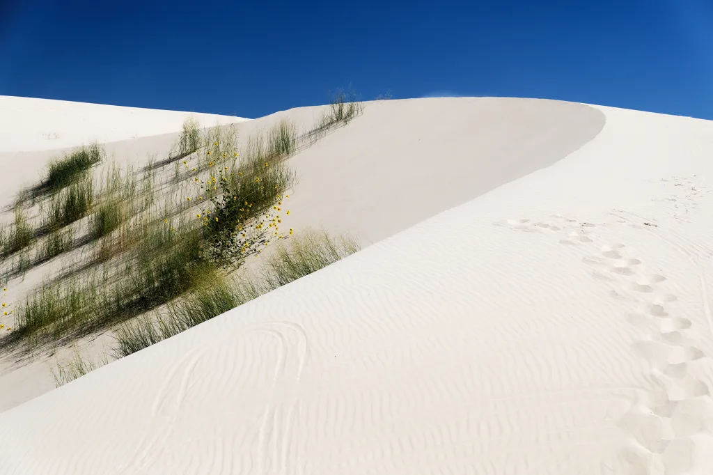 Monahans Sandhills, Texas Monahans Sandhills, Texas