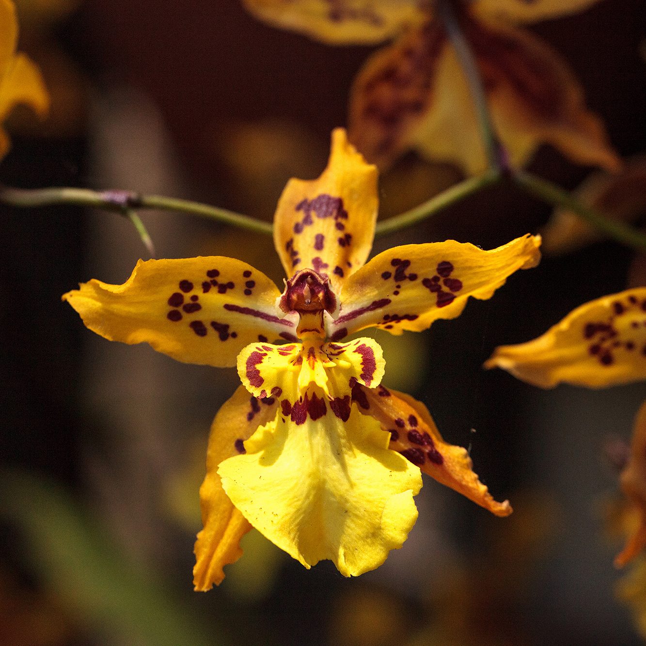 Yellow oncidium orchid flower blooms in a botanical garden All about Orchids Nature’s Most Elegant Bloom; Yellow oncidium orchid flower blooms in a botanical garden