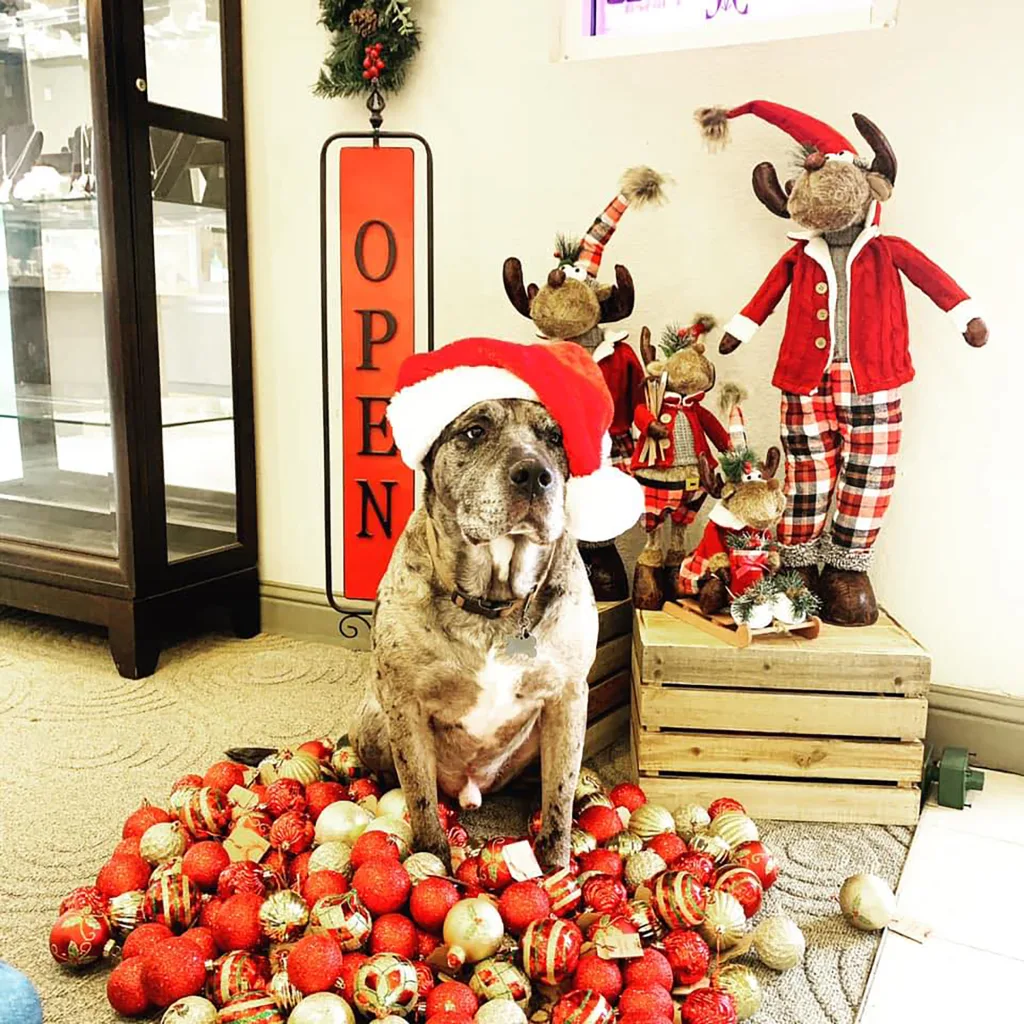 PROMO Murphy Holidays 2020 copy
