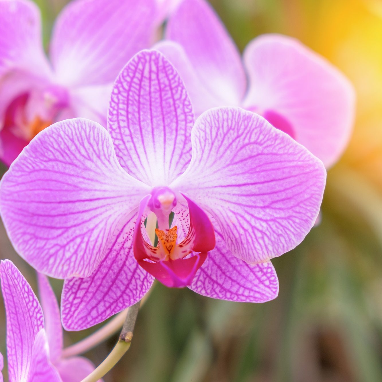 Close up of beautiful pink phalaenopsis orchid flower with natur All about Orchids Nature’s Most Elegant Bloom; Close up of beautiful pink phalaenopsis orchid flower with natur