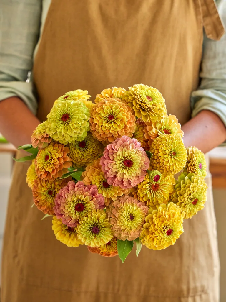 Queeny Lemon Peach Zinnia copy Queeny Lemon Peach Zinnia copy