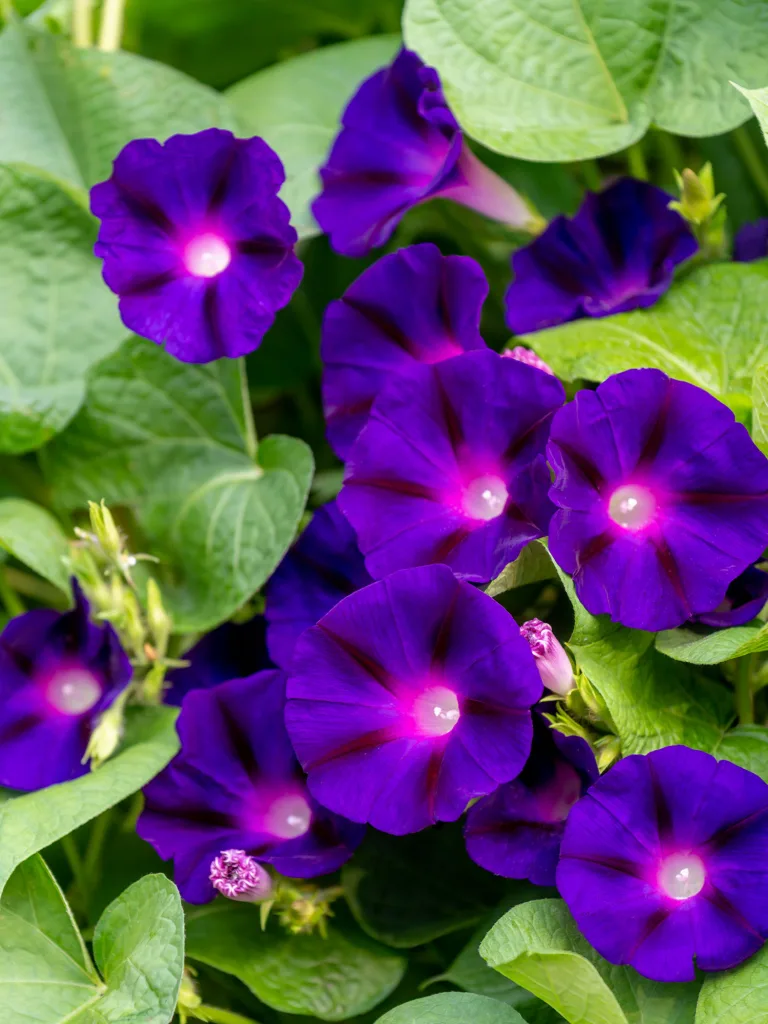 Royalty Morning Glory copy Royalty Morning Glory copy