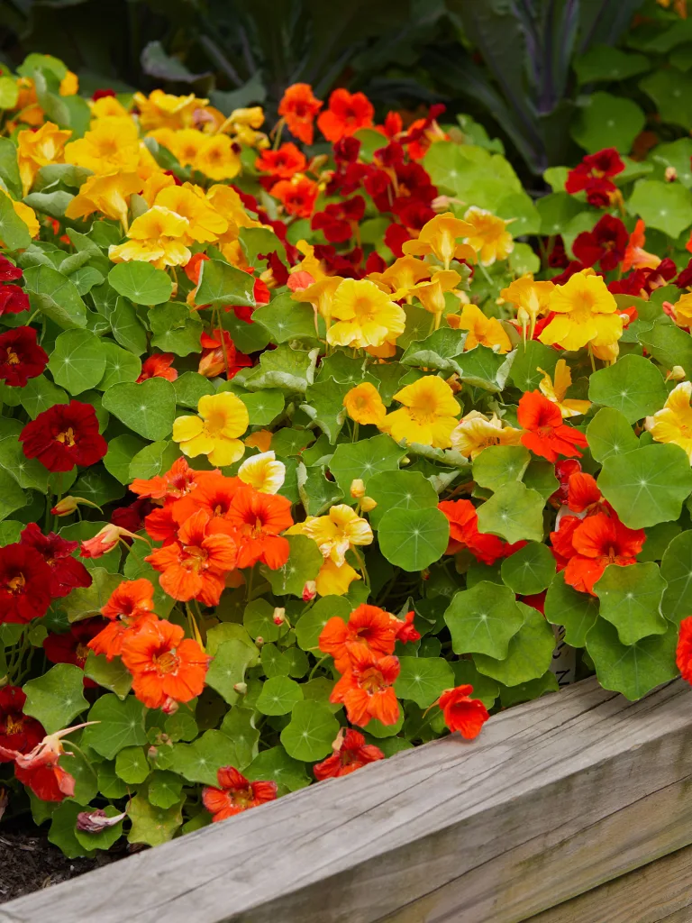 Supernova Nasturtium copy Supernova Nasturtium copy
