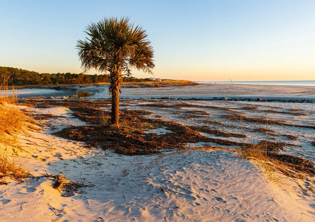 The Corner Palm on Singleton Beach, Hilton Head Island, South Ca The Corner Palm on Singleton Beach, Hilton Head Island, South Ca