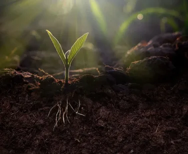 Tips for starting a garden