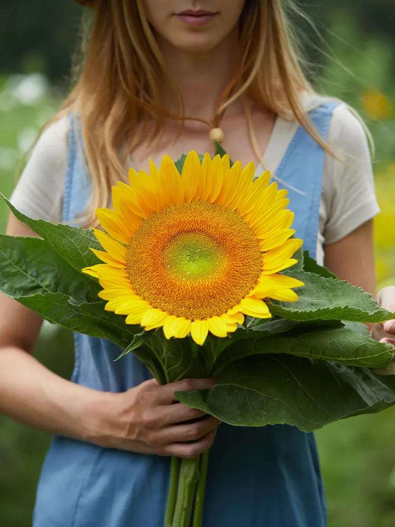 Van Glow Sunflower copy Van Glow Sunflower copy