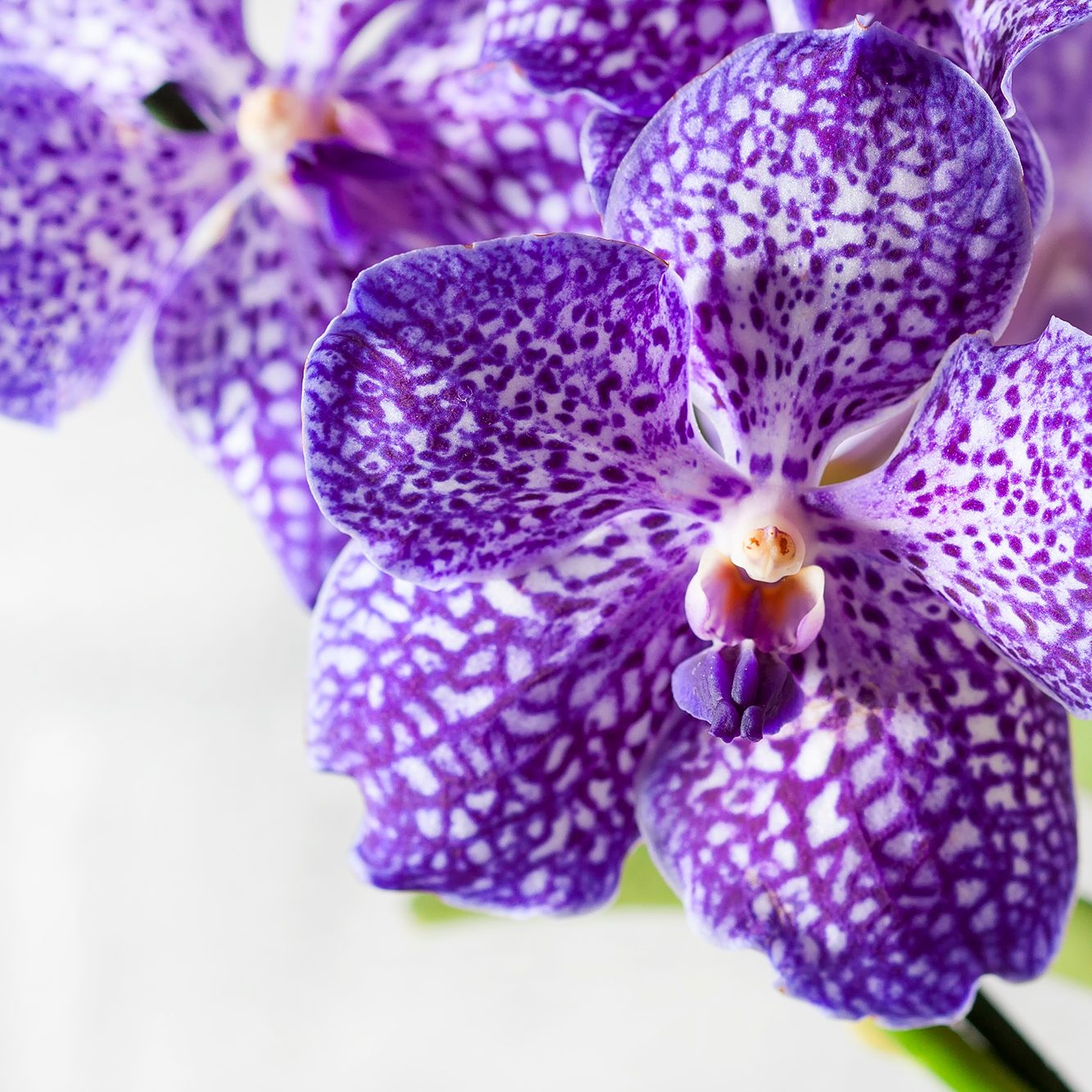 Purple orchid wanda close up Shallow depth of field, soft effect All about Orchids Nature’s Most Elegant Bloom; Purple orchid wanda close up Shallow depth of field, soft effect