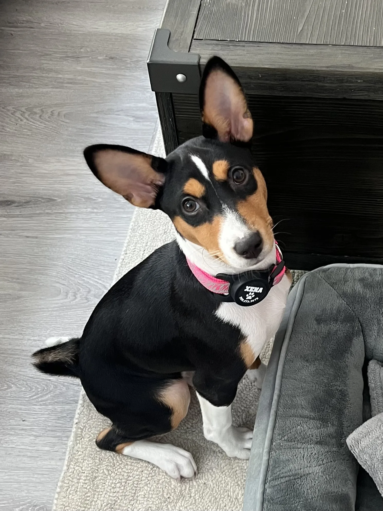 Xena