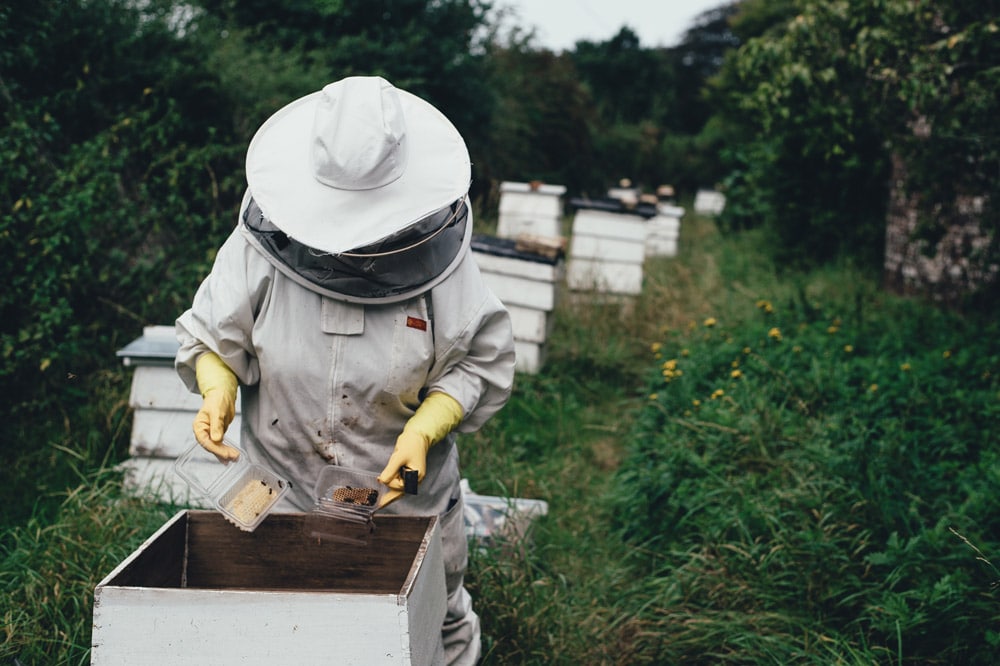 Becoming a Beekeeper how to become a beekeeper beekeeper tales DIY 