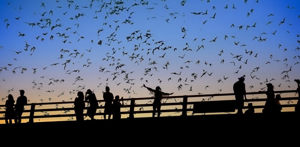 places to see bats in texas