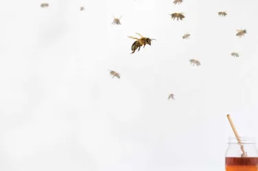homemade bee hive beekeeping DIY beekeeping tales beekeeping stories