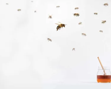 homemade bee hive beekeeping DIY beekeeping tales beekeeping stories