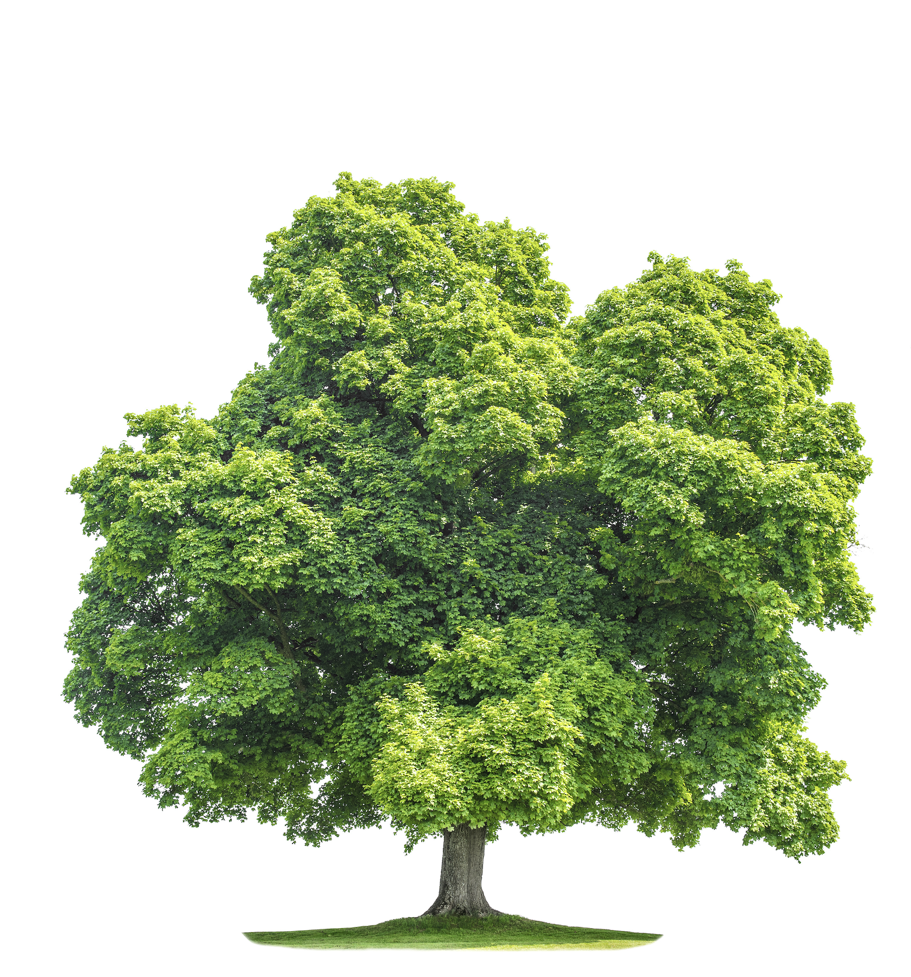 Trees talk