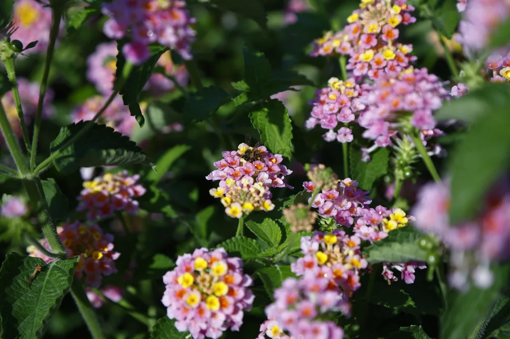 UTRWD waterwise gardening