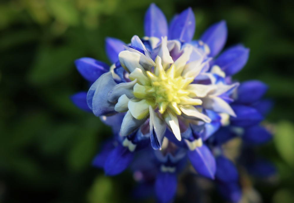 hill country bluebonnet travel guide is here