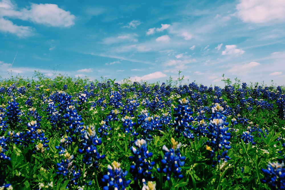 bluebonnet travel guide is here