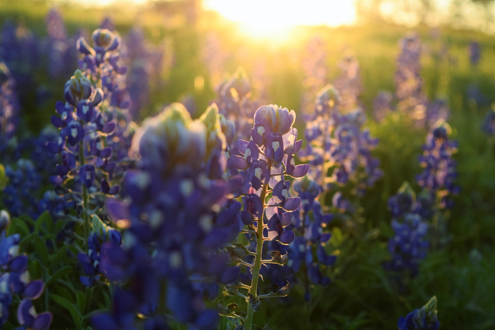 bluebonnet travel guide is here